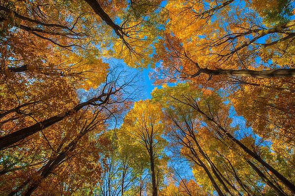 Michigan Wall Art featuring the photograph Autumn's Rooftop by Owen Weber