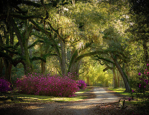 Beautiful Photograph - Avery Island Pathway by Jean Noren