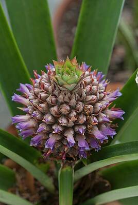Baby Pineapple Plant Print