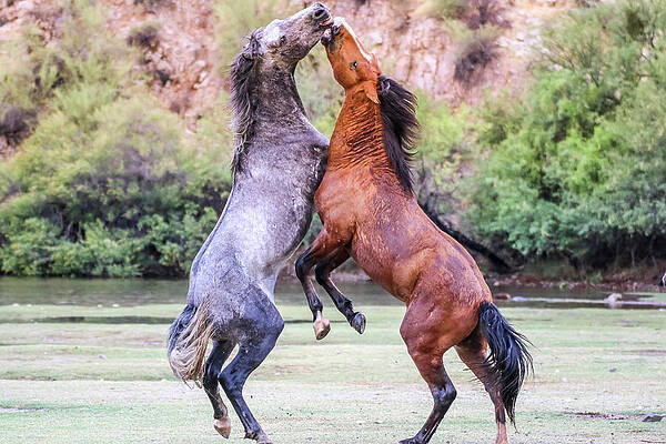 Desert Wall Art featuring the photograph Bachelor Play Fighting 3 by Dawn Richards