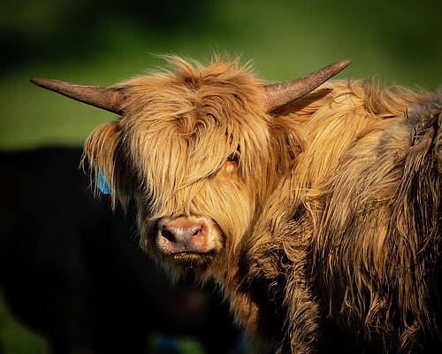 Wall Art featuring the photograph Bad Hair Day 4 X 5 by Jeff Phillippi