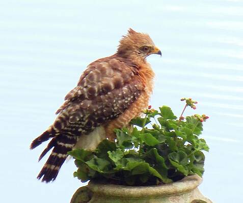 Wall Art featuring the photograph Bad Hair Day? by Karen Stansberry