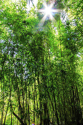 Island Wall Art featuring the photograph Bamboo Forest by Dawn Richards