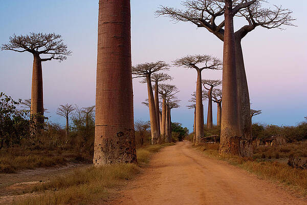 Wall Art featuring the photograph Baobab Trees, Madagascar by Mint Images - Art Wolfe