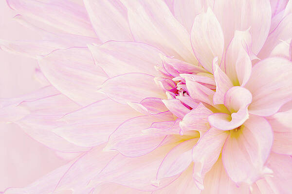 Flower Photograph - Barely There Dahlia by Mary Jo Allen