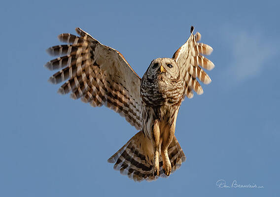 Wildlife Photograph - Barred Owl In Flight 0130 by Dan Beauvais