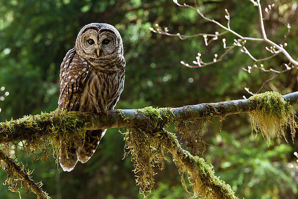 Serene Barred Owl in Forest Wall Art