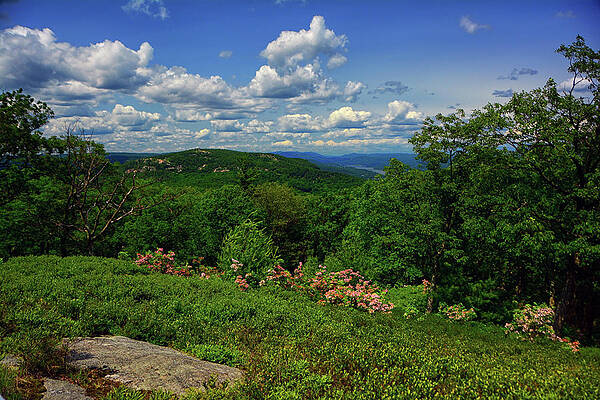 Bear Mountain, Mountain Laurel, Hudson River From West Mountain Print