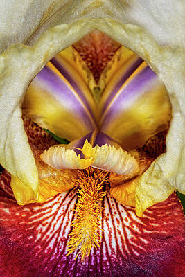 Flower Photograph - Bearded Iris Flower Up Close by Susan Candelario