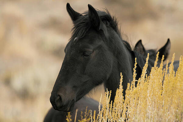 Animal Photograph - Beautiful Black Wild Foal by Waterdancer