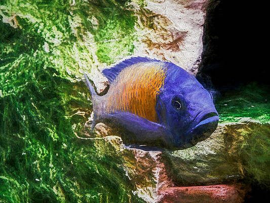 Wildlife Digital Art - Beautiful Red Fin Borleyi by Don Northup