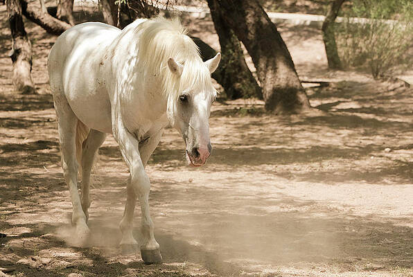 Desert Wall Art featuring the photograph Beautiful White Stallion by Dawn Richards
