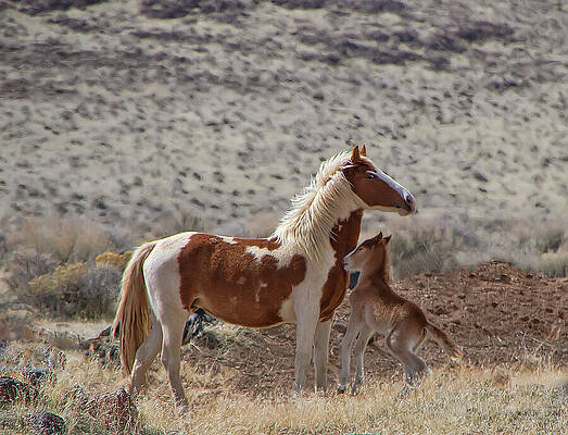 Wild Photograph - Beautiful Wild Paint Mare And Foal by Waterdancer