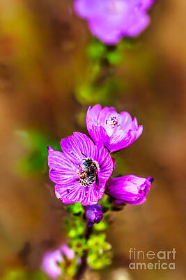 Mountain Photograph - Bee In A Checker Mallow Wildflower by Bruce Block