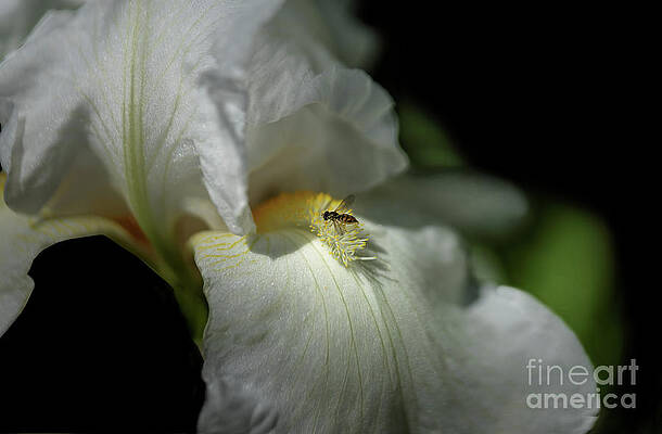 Wall Art featuring the photograph Bee Yond The Blossom by Mary Lou Chmura