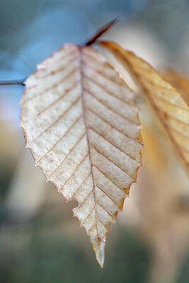 Winter Photograph - Beech by Steven David Roberts