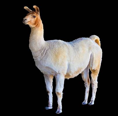 Funny Photograph - Beefy Llama by Jonny D