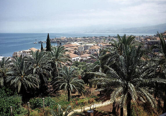 Coastal Town with Palm Trees Wall Art