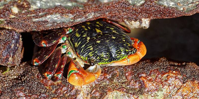 Marine Wall Art featuring the photograph Between Rocks - Striped Shore Crab by KJ Swan