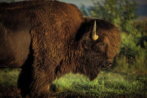 Missouri Wall Art featuring the photograph Big Bull by Jeff Phillippi