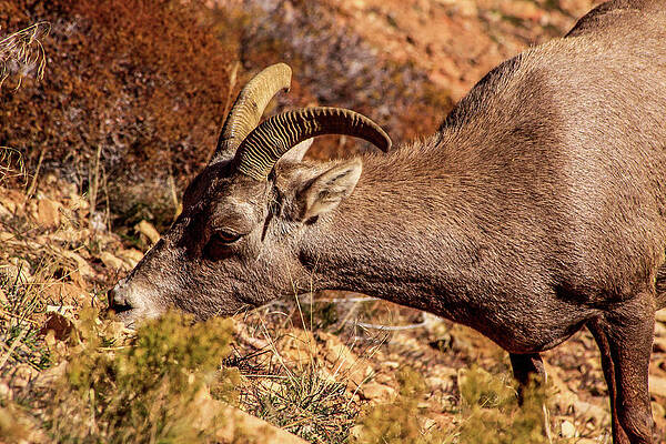 Utah Wall Art featuring the photograph Big Horn Sheep 2, Zion by Dawn Richards
