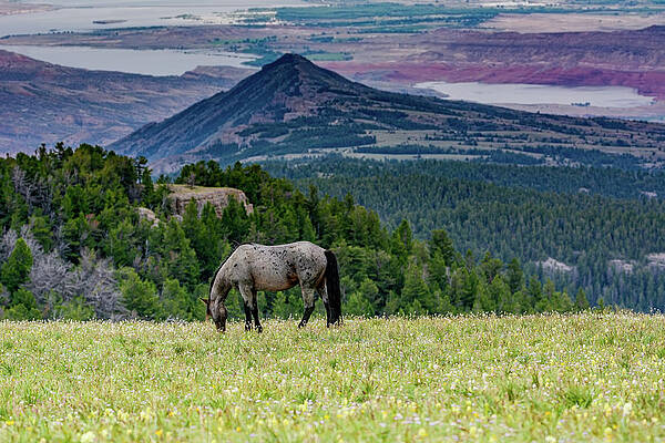 Wyoming Photograph - Bighorn River View Mustang by Douglas Wielfaert