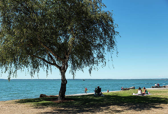 Beach Photograph - Birch On A Beach by Tom Cochran