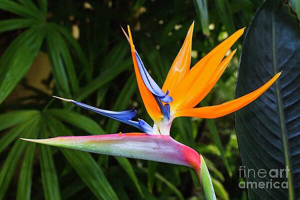 Garden Photograph - Bird Of Paradise Strelitzia Reginae Flower by Abigail Diane Photography