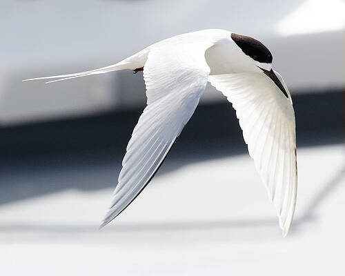 Wild Wall Art featuring the photograph Black And White -- White-Fronted Tern In Port Chalmers, New Zealand by Darin Volpe