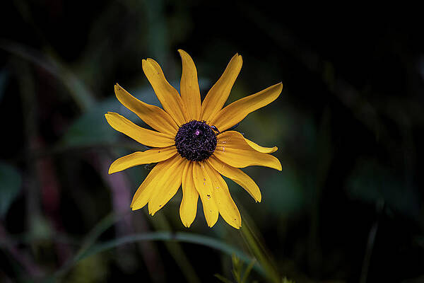 Beautiful Wall Art featuring the photograph Black Eyed Susan by James Overesch