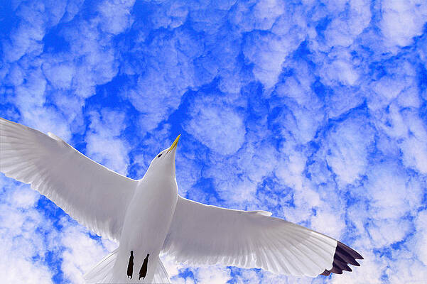 Wall Art featuring the photograph Black-legged Kittiwake Sea Gull In by Eastcott Momatiuk