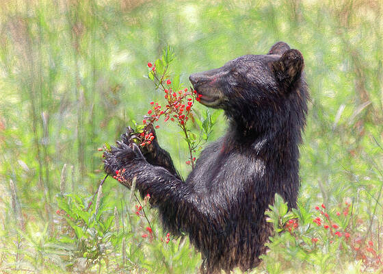 Cade Cove Photograph - Blackberry Bear, Painterly by Marcy Wielfaert