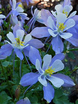 Colorado Photograph - Blue Columbine Dew by Cascade Colors