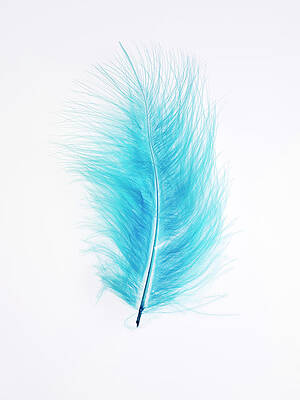 Wall Art featuring the photograph Blue Feather by Wragg