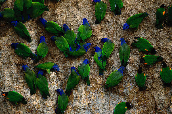 Vibrant Parrots on a Rocky Surface Wall Art