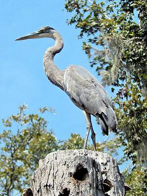 Wall Art featuring the photograph Blue Heron King Of The Tree by Karen Stansberry