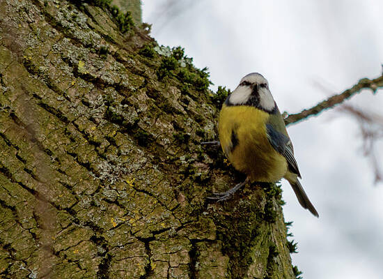 Isolate Wall Art featuring the photograph Blue Tit Hanging On Tree by Scott Lyons