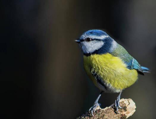 Isolate Wall Art featuring the photograph Blue Tit Sitting On Wood by Scott Lyons