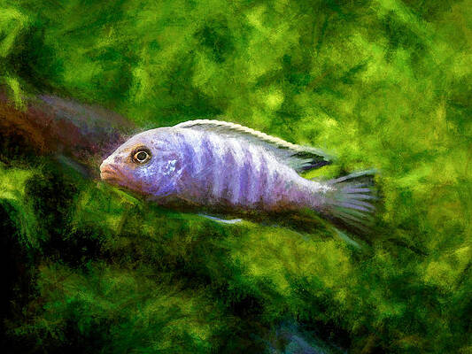 Wildlife Digital Art - Blue Zebra African Cichlid by Don Northup