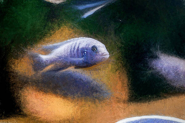 Wildlife Digital Art - Blue Zebra Cichlid Art Painting by Don Northup