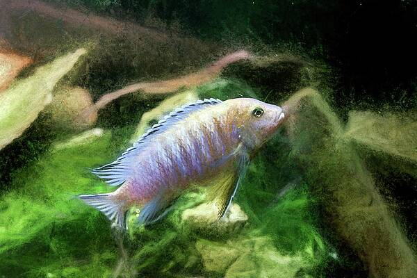Wildlife Digital Art - Blue Zebra Cichlid Chalk Smudge 2 by Don Northup