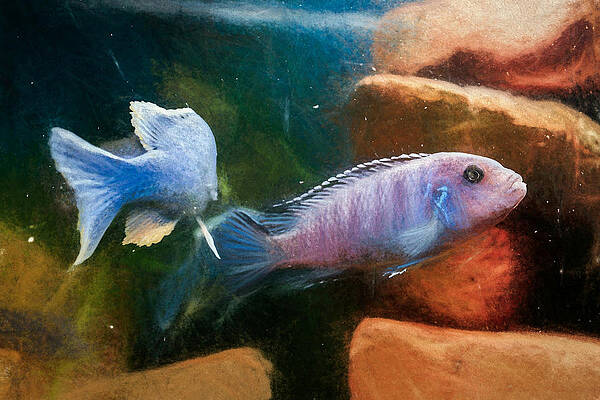 Wildlife Digital Art - Blue Zebra Cichlid Chalk Smudge by Don Northup