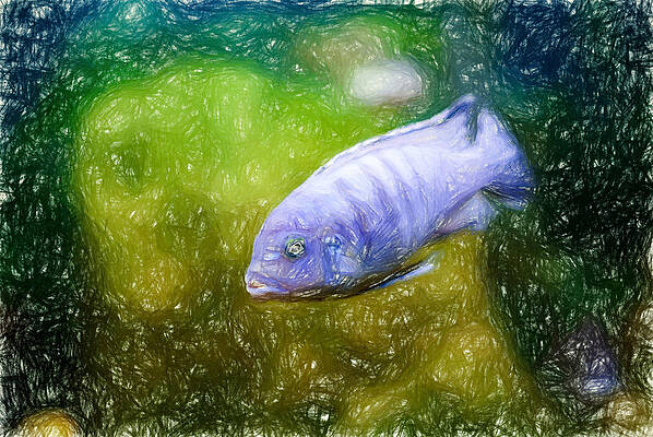 Wildlife Digital Art - Blue Zebra Cichlid Colored Pencil by Don Northup