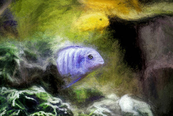 Wildlife Digital Art - Blue Zebra Cichlid Fish Art by Don Northup