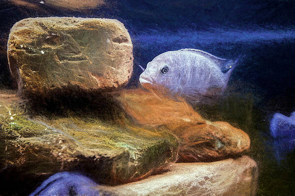 Wildlife Digital Art - Blue Zebra Painted by Don Northup