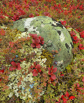 Wall Art featuring the photograph Blueberries, Lichens, Tundra In Fall by Eastcott Momatiuk