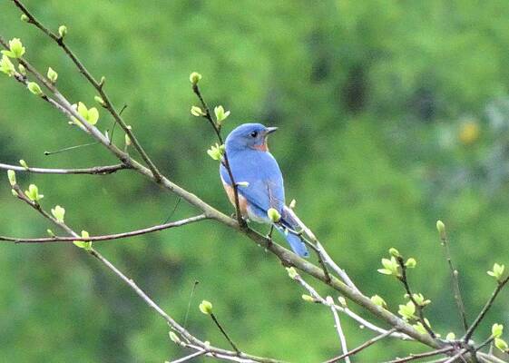 Wall Art featuring the photograph Bluebird Sitting Pretty by Karen Stansberry