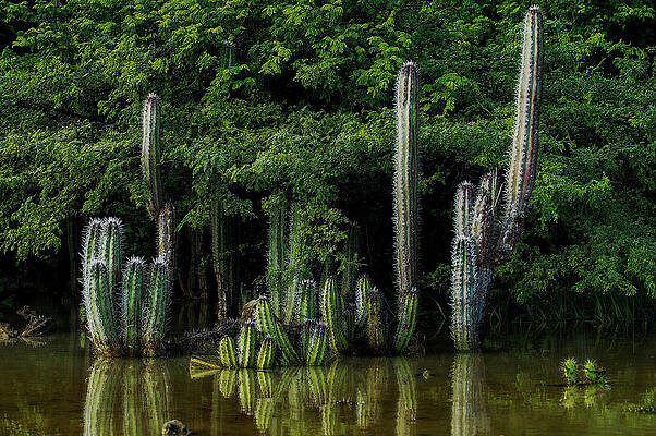 Bonaire Cactuses In Water Print