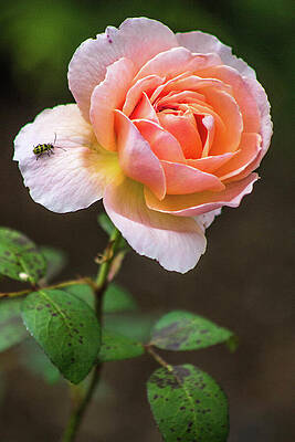 Wall Art featuring the photograph Boscobel Rose by KC Hulsman