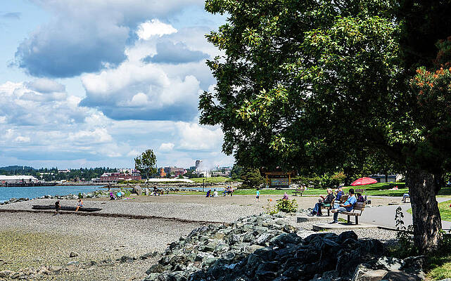 Beach Photograph - Boulevard Park Beach And Maple Tree by Tom Cochran